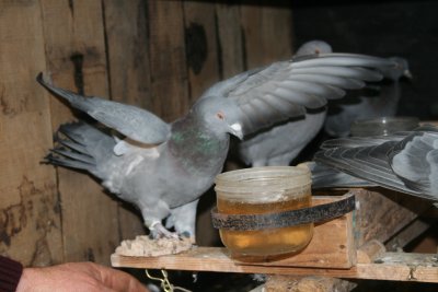 Arrêté de fermeture de la chasse