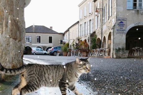  Les chats sont-ils en train de devenir une espèce menacée à La Romieu?  photo philippe bataille  