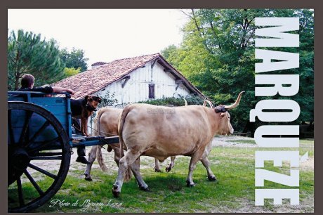 Itinéraire bis À la découverte d'un aspect méconnu d'un site célèbre. Cette semaine, l'écomusée de Marquèze, dans les Landes.