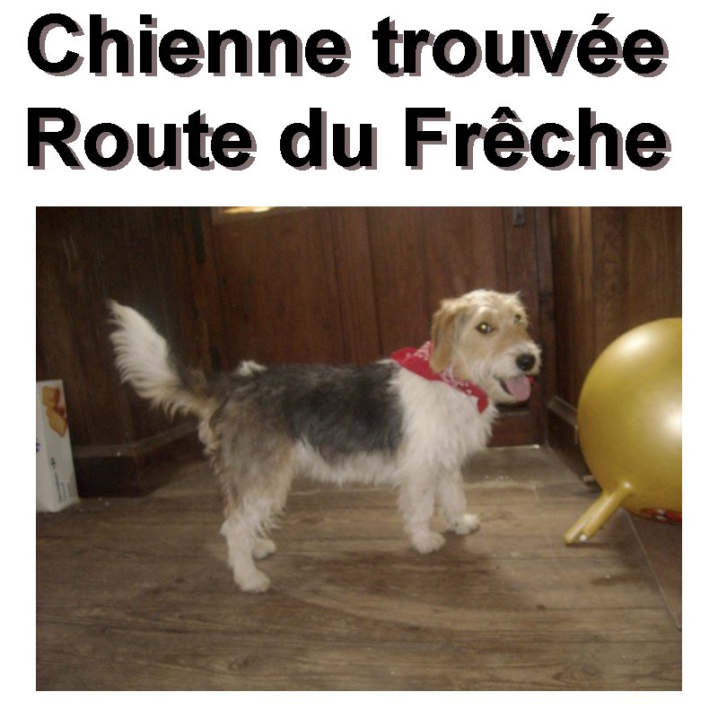 Chinne trouvée route du frêche, fait pipi à l'intérieur, pas de tatouage, pas de collier