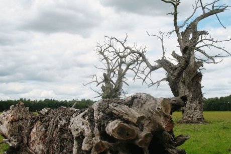 À quelques kilomètres de Roquefort, sur la commune de Saint-Justin, ces châtaigniers morts continuent d'intriguer les passants.  Photos Virginie Ramel