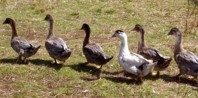 Elevage de canards en plein air près d'Auch (Gers) le 29 août 2005 (AFP - Georges Gobet)