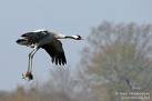 Les grues cendrées et le parc régional