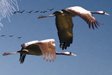 Grues cendrées dans les Landes
