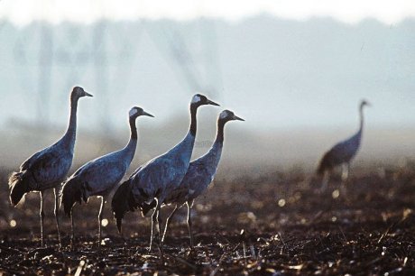  Les grues cendrées viennent hiverner dans la région.  Photo archives pascal bats  