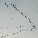 Migration des grues cendrées