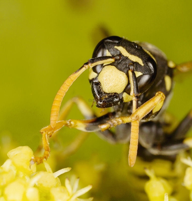  La guêpe est carnassière, elle attaque les viandes, les insectes ou des fruits entamés.  photo C. T.   Claudius THIRIET