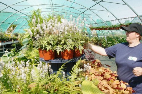  Les visiteurs pourront découvrir des variétés de plantes qu'on ne trouve pas ailleurs.  photo pascal bats  