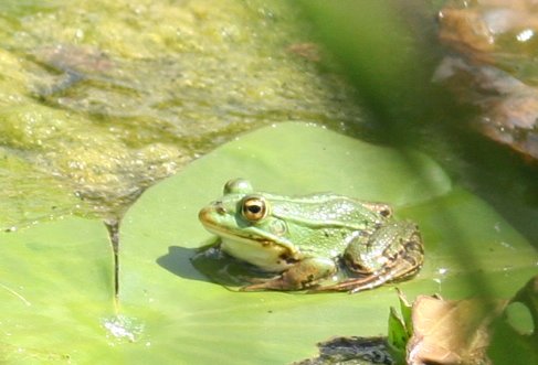 Ce qui est merveilleux, c'est qu'avec la nature, on n'en a jamais fini .. Cliquez pour voir ...