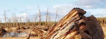 La forêt des landes durement éprouvée (PHOTO SO)