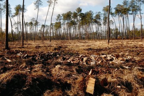  L'aide au nettoyage pour l'année 2011 est déjà consommée, alors que l'aide à la replantation est peu demandée.  Photo Nicolas le lièvre  