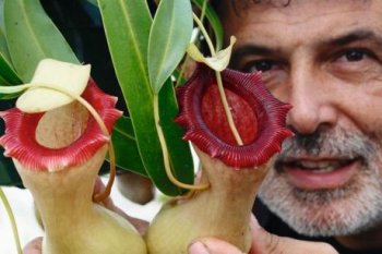 Jean-Jacques Labat cultive le seul jardin carnivore d'Europe, qui plonge le visiteur dans l'univers étonnant des plantes anthropophages. photo Philippe bataille