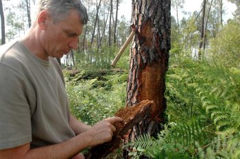 Thierry Carbonnière examine un pin de la forêt des Landes. Pour cet arbre, il est déjà trop tard : le parasitoïde l'a déjà colonisé. photo nicolas Le lièvre 
